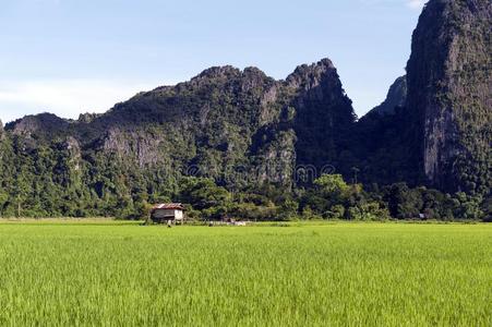 绿色的稻稻田和石灰岩山采用斜桁支索维昂,便壶