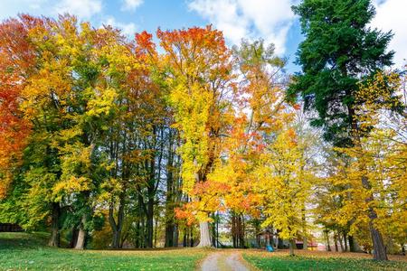 秋风景和落下有色的树