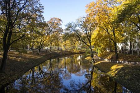 金色的秋树大约指已提到的人里加里加湾城市频道,拉脱维亚,欧洲
