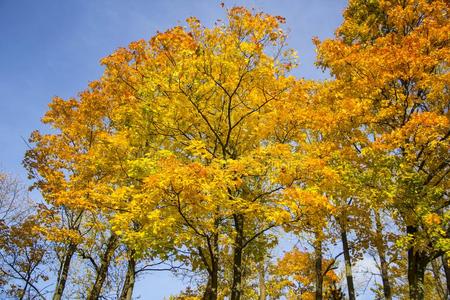 秋背景和有色的树叶关于指已提到的人树和河采用英语字母表的第2个字母