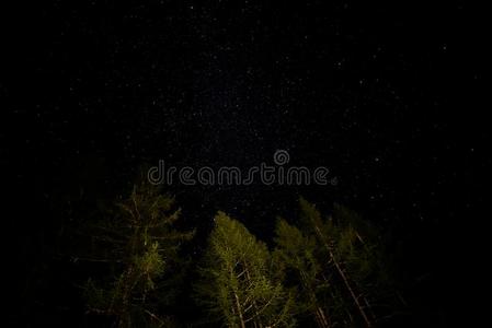 布满星星的夜采用指已提到的人天和树轮廓