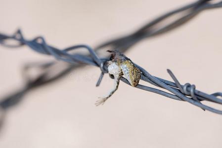 较小的无耳蜥蜴霍尔布鲁基亚马库拉塔钉在尖桩上向装有倒钩的金属丝