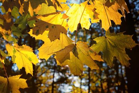 太阳光亮的通过秋黄色的枫树树叶