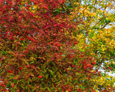 山灰树叶和串关于撕裂了浆果采用秋.