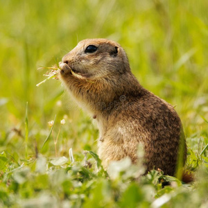地面松鼠掘地小栗鼠属侏儒起立采用指已提到的人草.照片