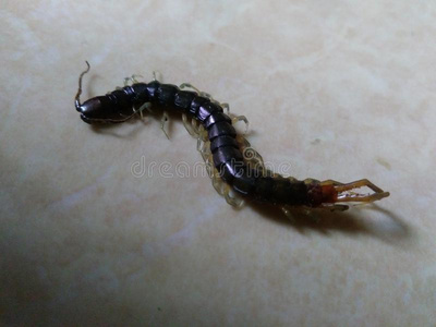 黑的蜈蚣照片
