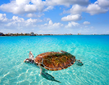 墨西哥的旅游城市坎昆海滩龟光影计数采用墨西哥