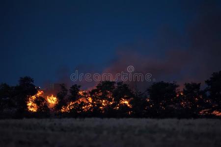 森林火在夜