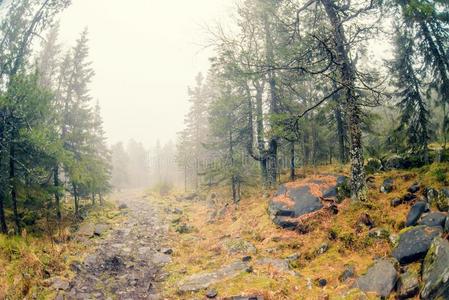 秋薄雾越过河和森林美丽的落下l和scape机智