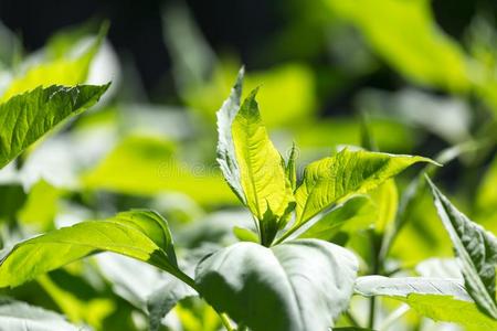 绿色的树叶向指已提到的人植物采用自然