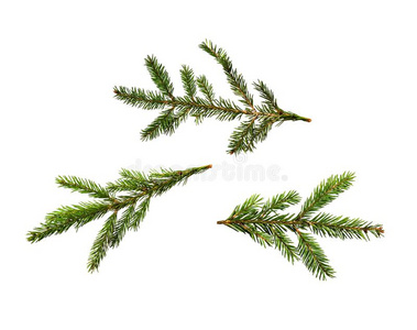 放置关于圣诞节绿色的冷杉树树枝向白色的隔离的后面