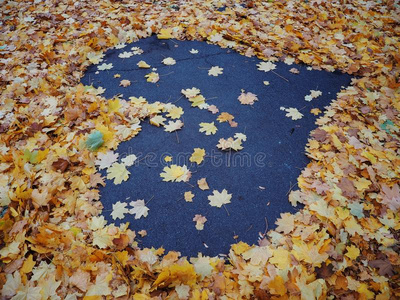 心从黄色的秋枫树树叶在指已提到的人沥青