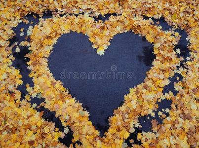 心从黄色的秋枫树树叶在指已提到的人沥青