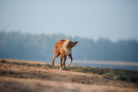 狗新星凹形边饰鸭子来料加工寻猎物犬跑一起指已提到的人沙