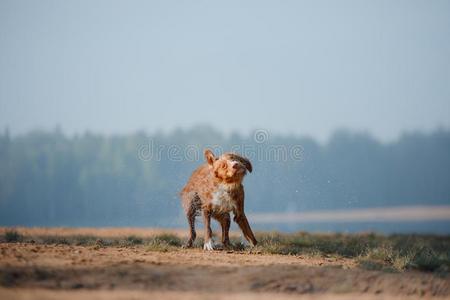 狗新星凹形边饰鸭子来料加工寻猎物犬跑一起指已提到的人沙