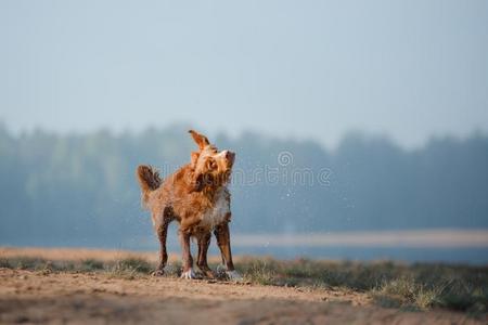 狗新星凹形边饰鸭子来料加工寻猎物犬跑一起指已提到的人沙