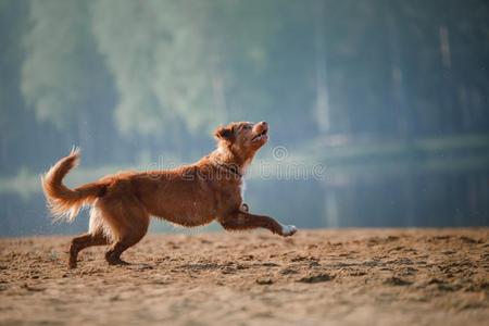 狗新星凹形边饰鸭子来料加工寻猎物犬跑一起指已提到的人沙