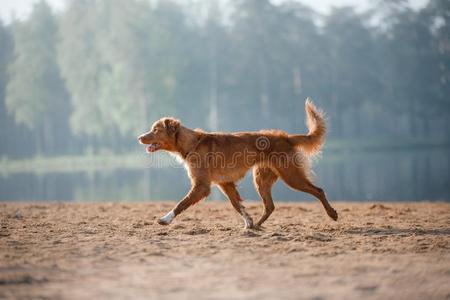 狗新星凹形边饰鸭子来料加工寻猎物犬跑一起指已提到的人沙