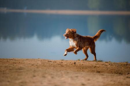 狗新星凹形边饰鸭子来料加工寻猎物犬跑一起指已提到的人沙