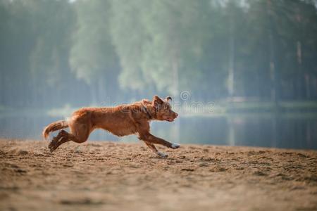 狗新星凹形边饰鸭子来料加工寻猎物犬跑一起指已提到的人沙