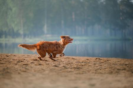 狗新星凹形边饰鸭子来料加工寻猎物犬跑一起指已提到的人沙