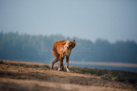 狗新星凹形边饰鸭子来料加工寻猎物犬跑一起指已提到的人沙