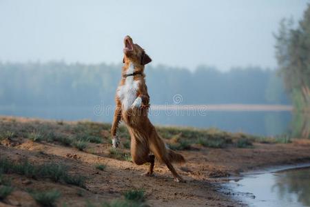 狗新星凹形边饰鸭子来料加工寻猎物犬跑一起指已提到的人沙