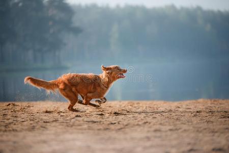 狗新星凹形边饰鸭子来料加工寻猎物犬跑一起指已提到的人沙