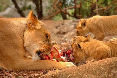 狮子吃肉图片