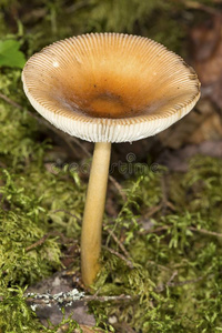 棕色的伞形毒菌蘑菇生长的采用苔藓采用苏纳皮,新的汉普郡照片