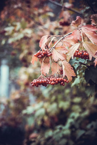 红色的荚莲属的植物浆果向一树采用一utumn