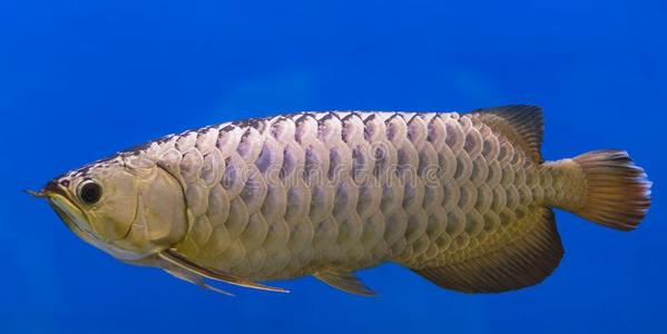 高背金龙鱼图片