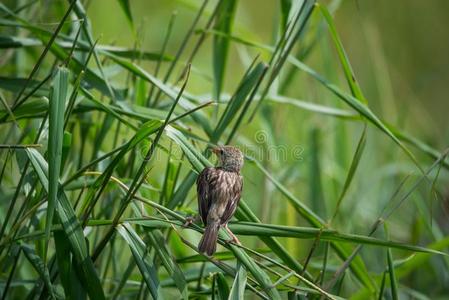 女胸小女性的黄胸织布鸟织工鸟照片