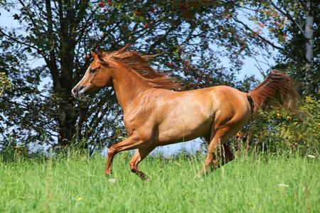 美丽的阿拉伯的马跑步采用自由