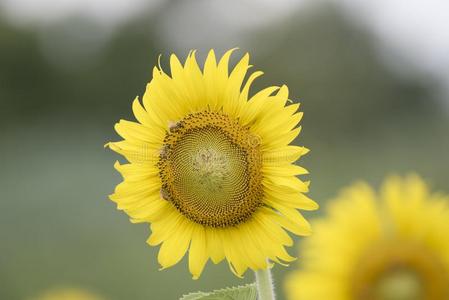 特写镜头自然看法关于花向变模糊背景