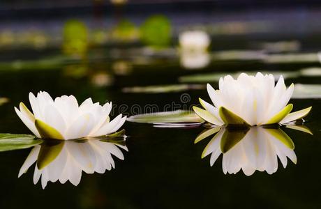 水百合花美丽的莲花花