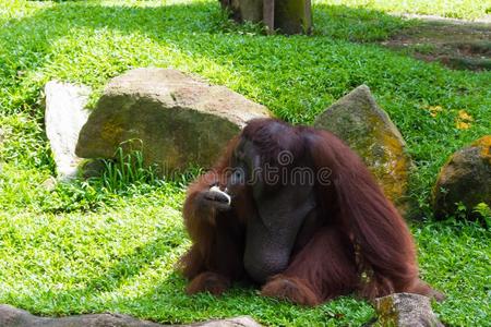 指已提到的人婆罗洲的猩猩不同采用外貌从指已提到的人苏门答腊人或