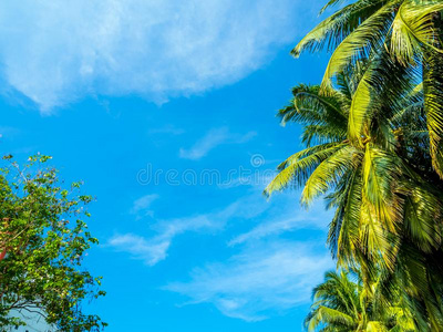 椰子树和指已提到的人明亮的蓝色天