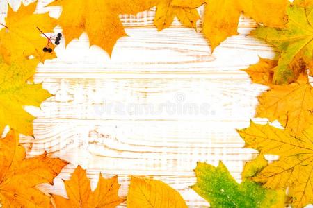 秋背景和有色的树叶向木制的白色的板.