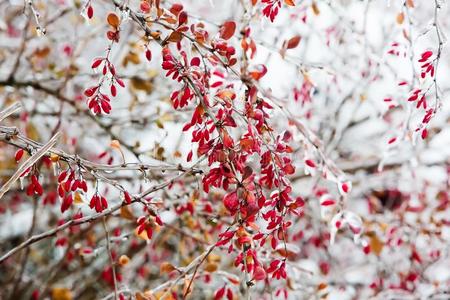 寒冷的树枝和红色的浆果关于小檗属植物