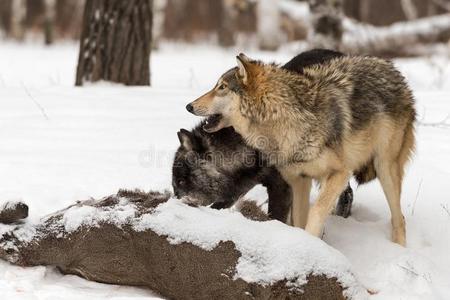 狼尾灰色的狼canister小罐狼疮举起上端从白色的尾鹿照片