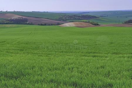 绿色的田采用南方摩拉维亚,捷克人共和国.波小山和