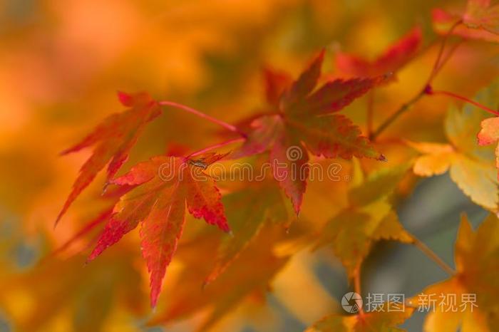 金色的秋污迹背景和颜色枫树树叶