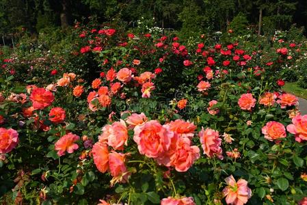 玫瑰花园