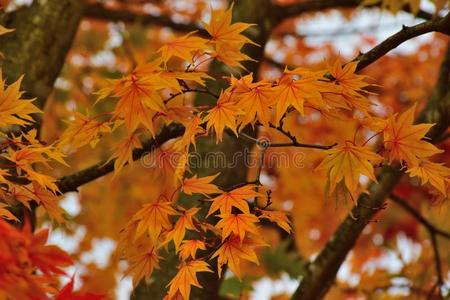 背景关于充满生机的有色的日本人枫树树叶和变模糊