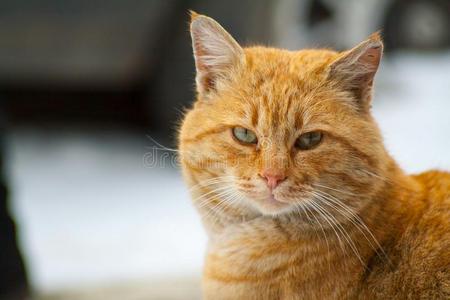 红色的有头的猫是be的三单形式美丽的和聪明的