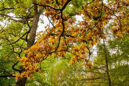 栎树树枝和树叶采用秋.黄色的和绿色的国旗.