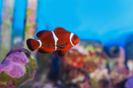 美丽的水族馆鱼