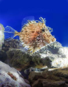 美丽的水族馆鱼