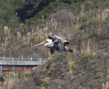 鹈鹕飞行山羊岩石海滩美国加州